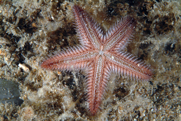 Astropecten platyacanthus e Astropecten spinulosus